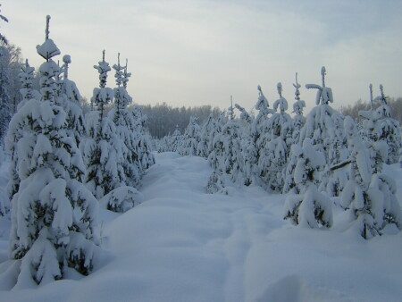 Мороз снежком укутывал...