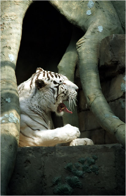 Zoo: &quot;Уставший от посетителей...&quot;