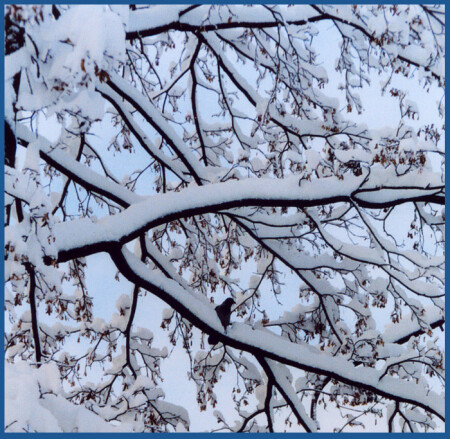 Одинокий... зимний... 