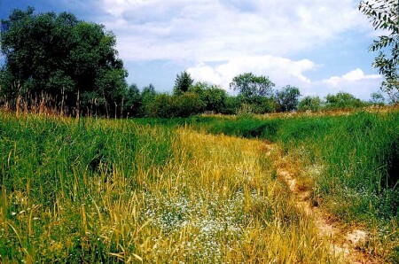 Лужайка