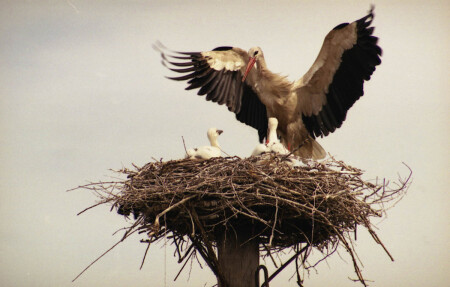 &quot;Мама пришла, червячка принесла...&quot;