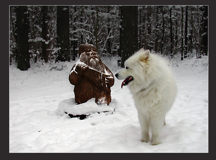 Samoyed &amp; Troll...