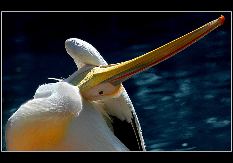 Under a Wing