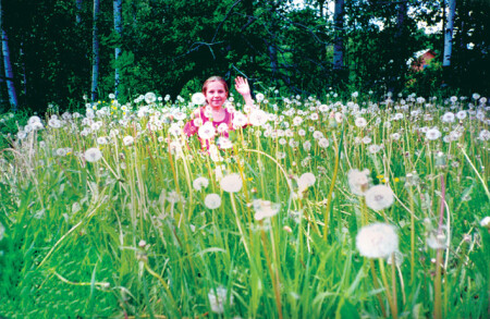 одуванчики