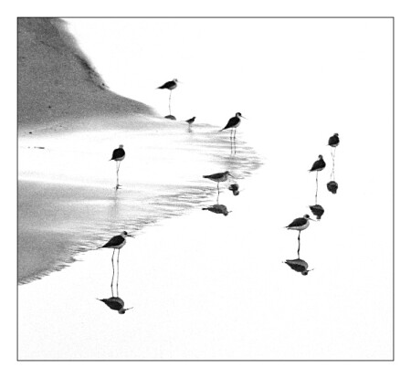 Birds beyond the mirror