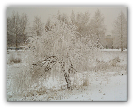 Зимний сон...
