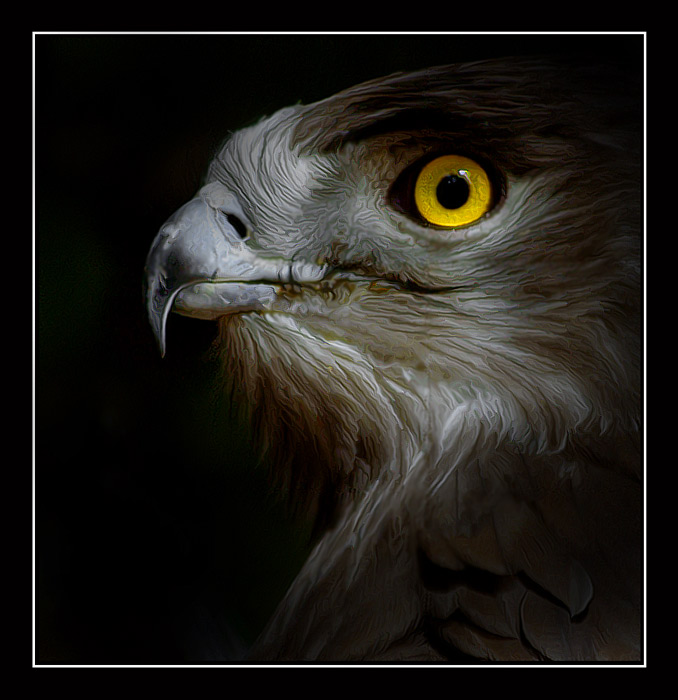PORTRAIT of a PROUD BIRD