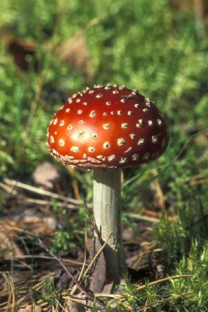 fly agaric Ugra national park
