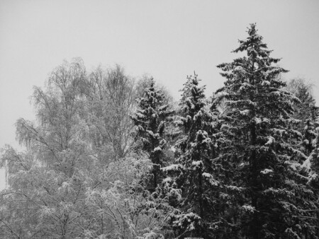 Зимний лес