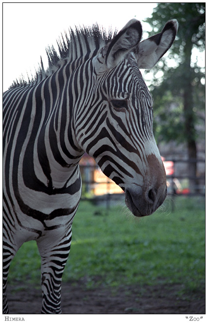 Zoo: &quot;Полосатая жизнь...&quot;