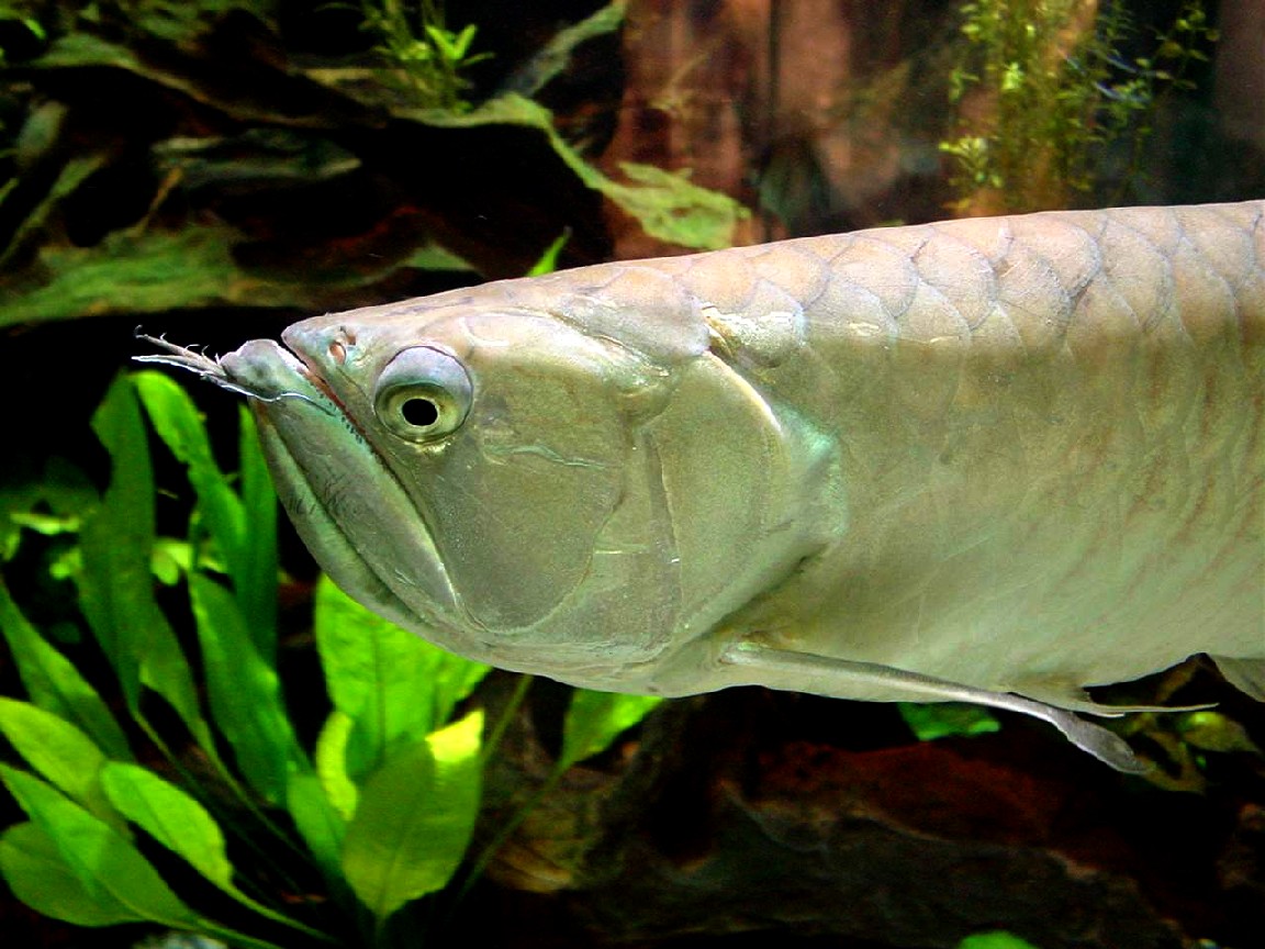Arowana. Рыба динозавровских времён