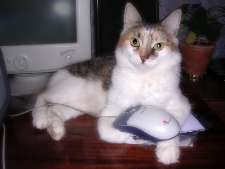 Cat&amp;Mouse New technology 