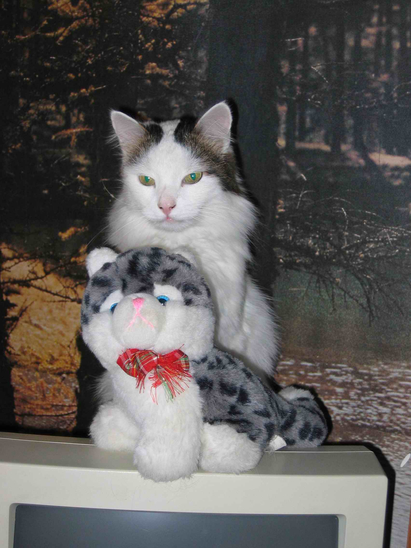 Кот на мониторе