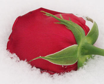 &lt;:::&gt; боль &lt;:::&gt;