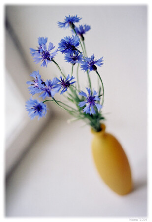 Васильковые в желтом