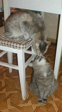 &quot;снюхались&quot; :))