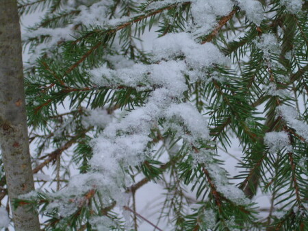 веточка в снегу 