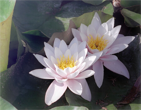 Там лилии цветут...