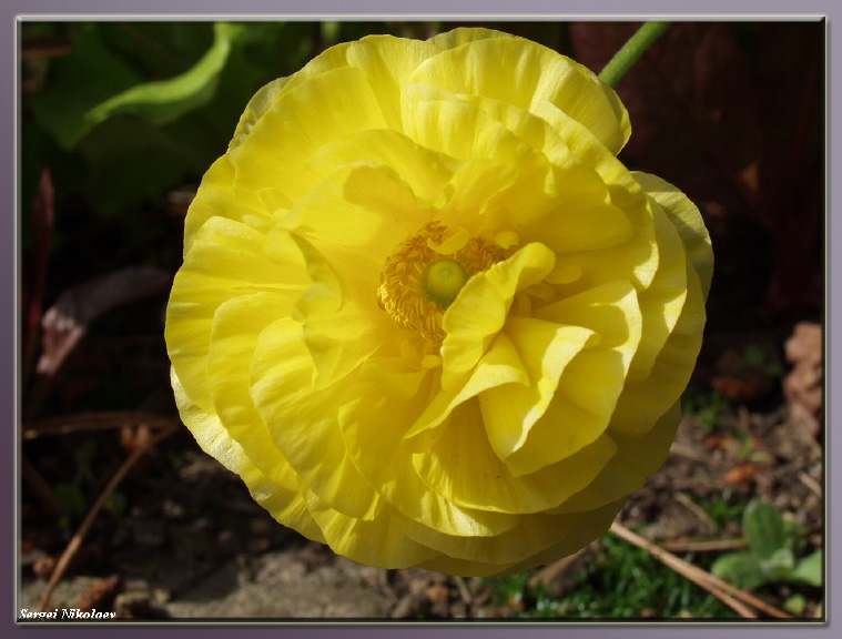 Ranunculus 02