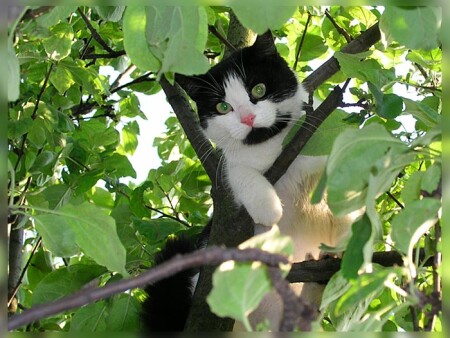 Кот Карамелькин.