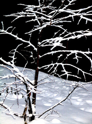 Winter,contrasts
