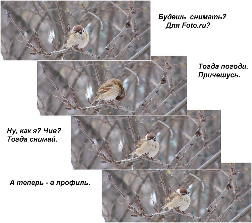 Где обедал? Воробей!?