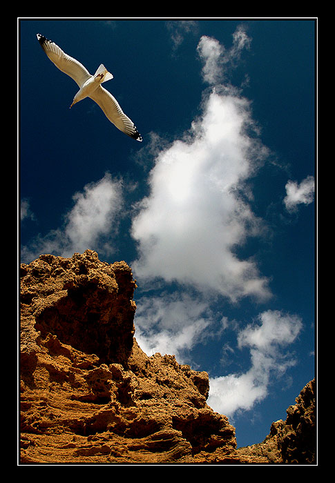 SEAGULL