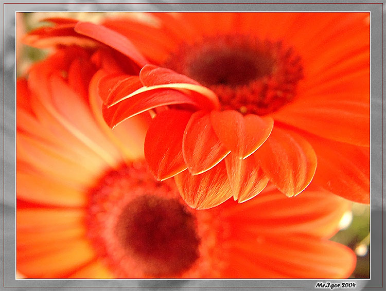Лепестки
