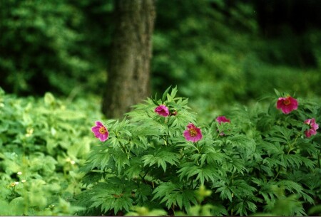 Весенние цветы.