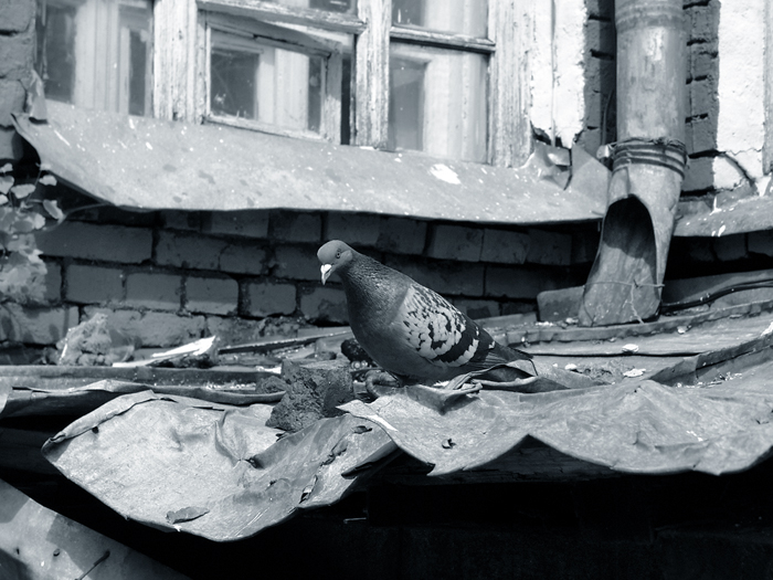 pigeon