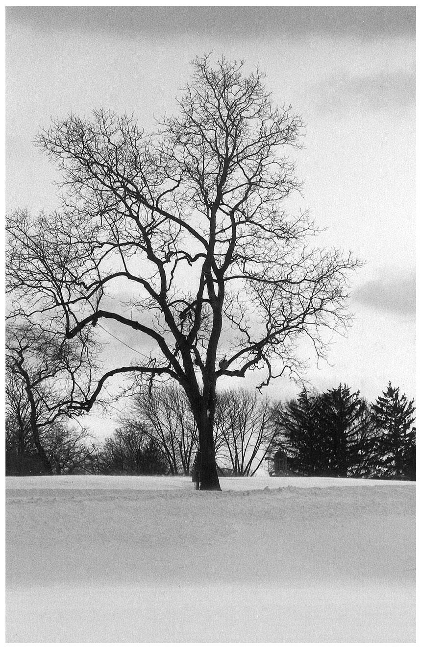 Once there was a tree....