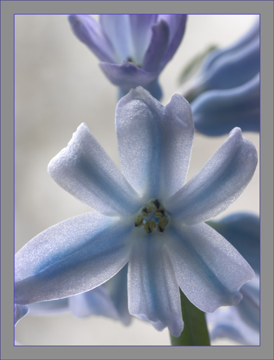 Hyacinth 2