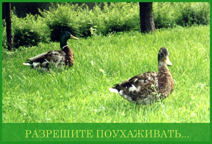 Ухажер