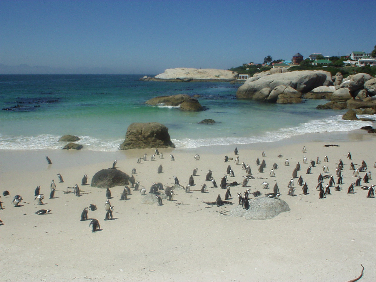 Pinguins in Capetowns beach.