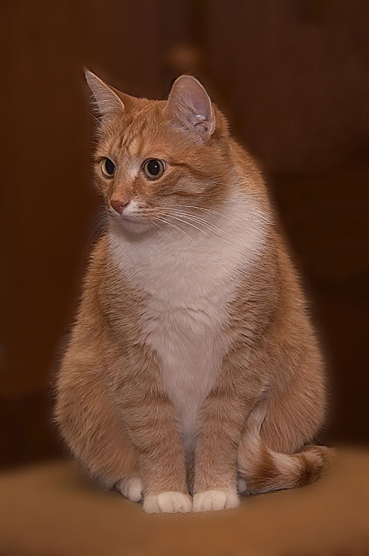 Серия &quot;Кошки&quot;