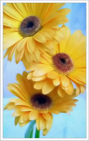 SUNs