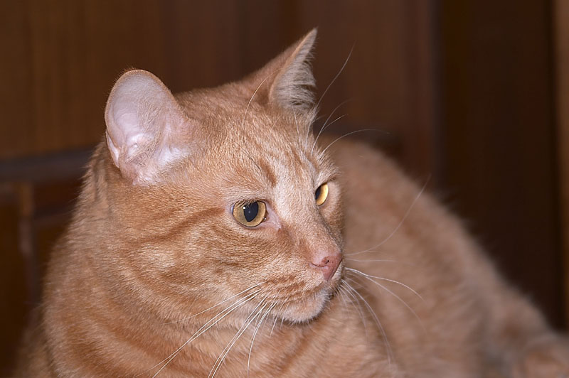 Серия &quot;Кошки&quot;