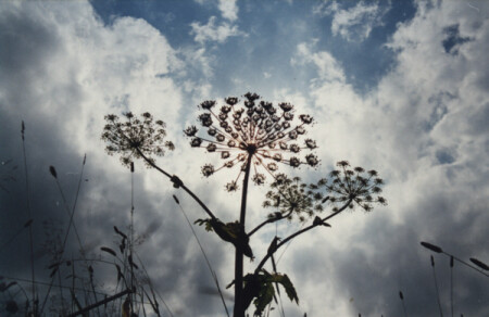 Скоро сенокос