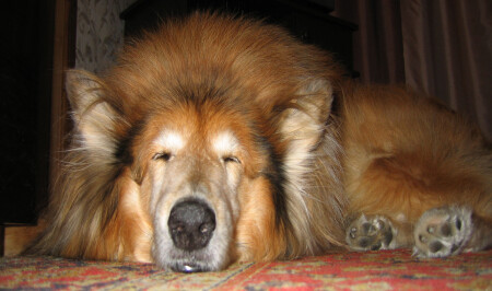 Cпи мой пёсик