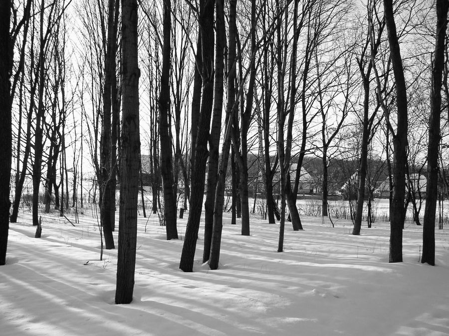лес в Пирогово