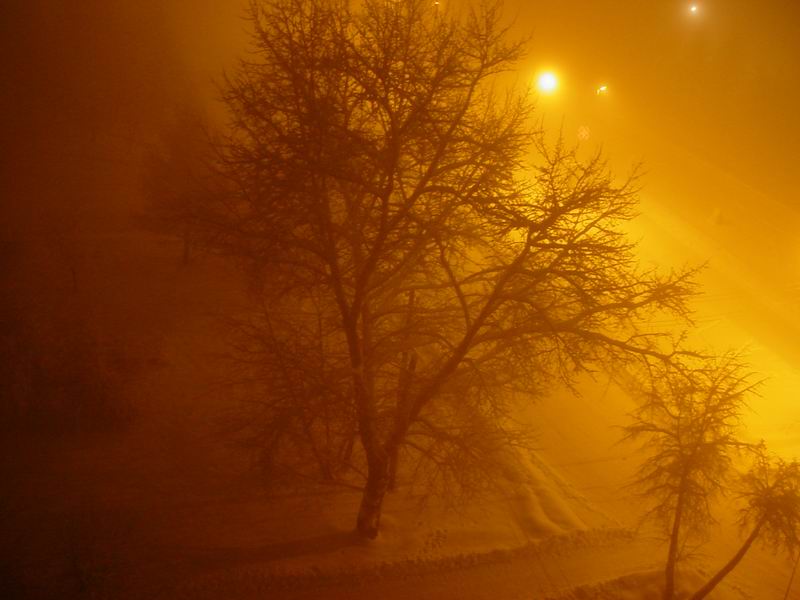 Дерево в вечернем тумане