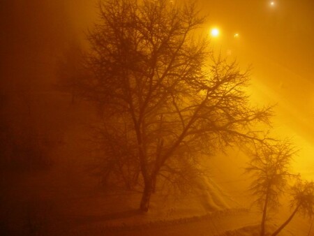 Дерево в вечернем тумане