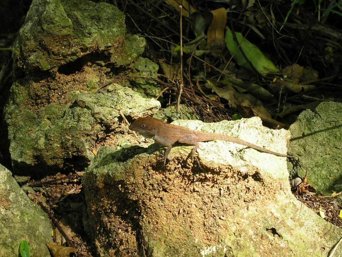 Lizard 