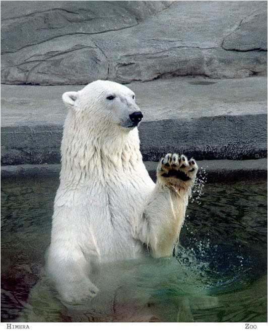 Zoo: &quot;Привет, фотографы!&quot;
