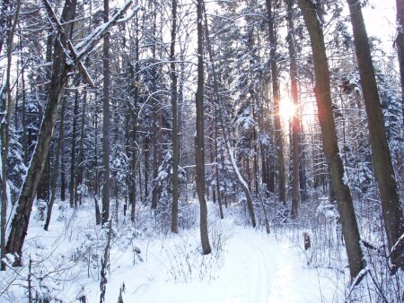 Мороз и солнце