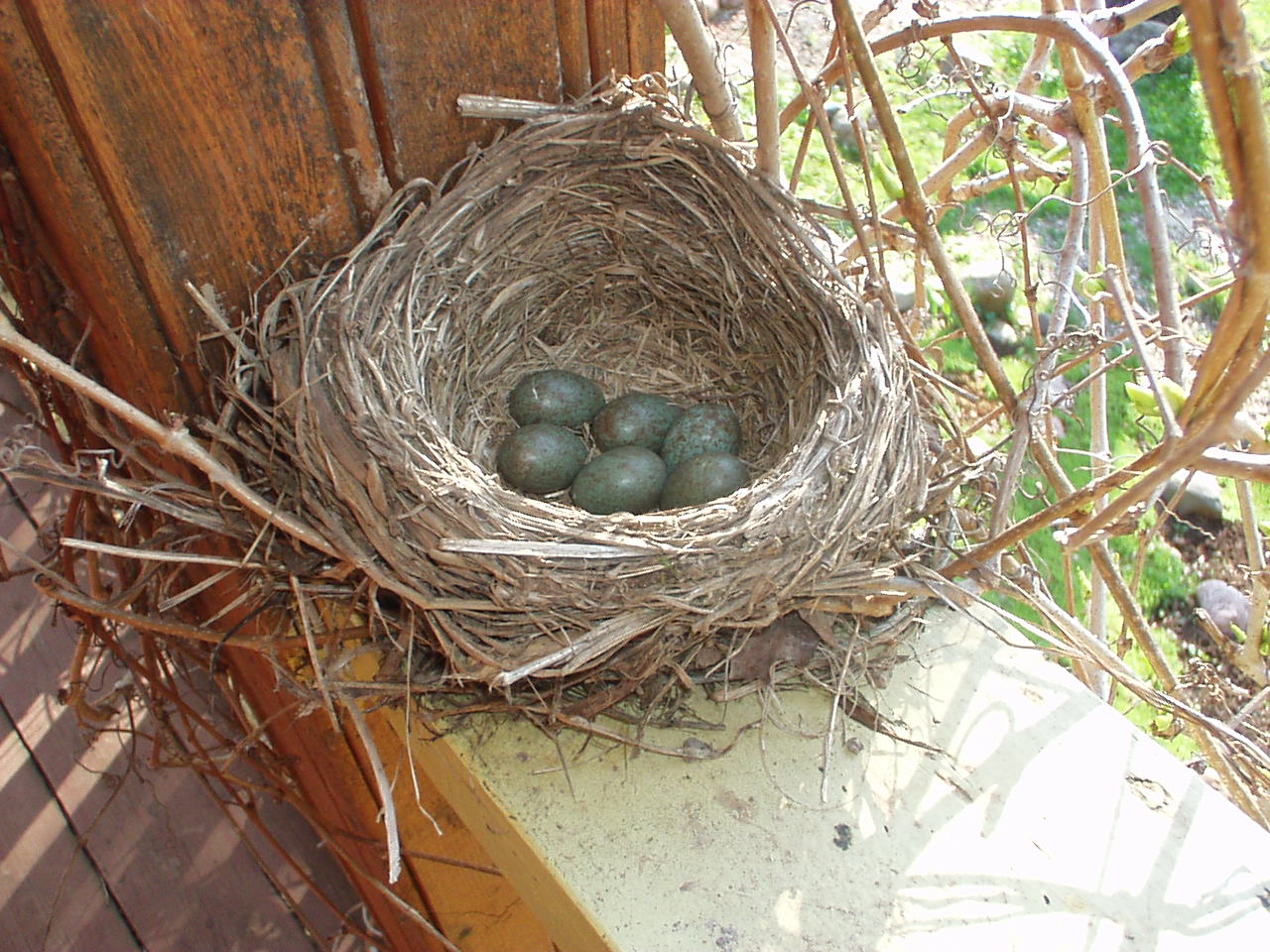 Nest