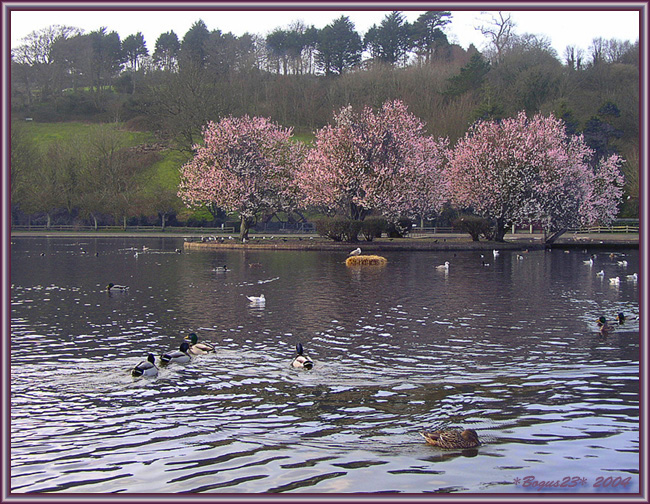 Весна в феврале (или Blossom Islet)