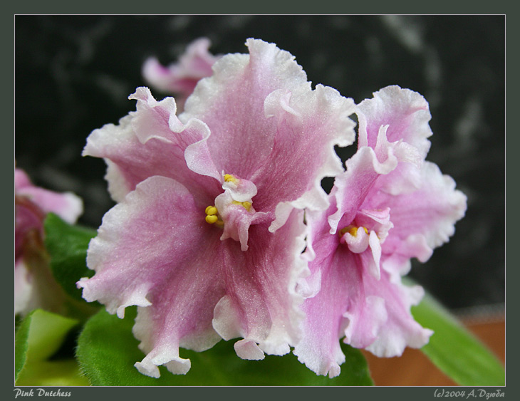 Pink Duchess
