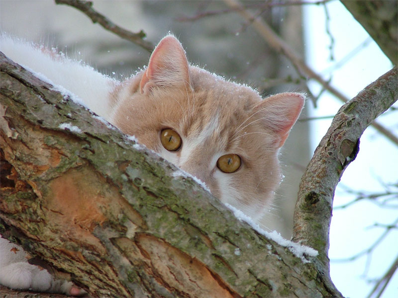 Winter Spy