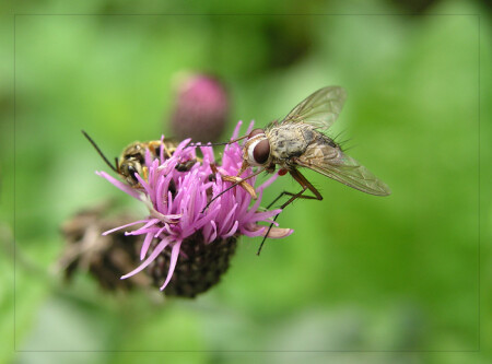 На десерт...